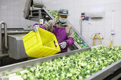 江蘇濱海蔬菜 從田間到國際餐桌，年產值超3億的產業騰飛之路